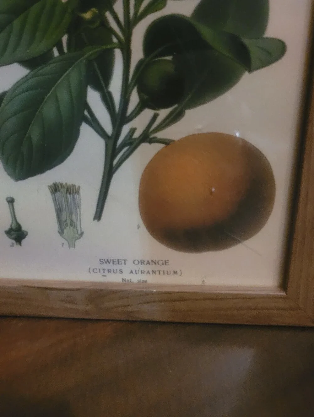 Botanical Sweet Orange Wall Art Print in Green and Cream - Unbranded